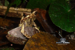 Megophrys montana - Megophrys montana-5