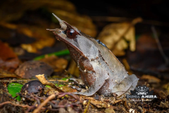 Megophrys montana - Megophrys montana-6