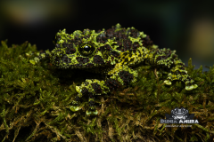 www.dunia-anura.com - Theloderma corticale "Mossy Tree Frog" -1