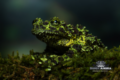 www.dunia-anura.com - Theloderma corticale "Mossy Tree Frog" -2