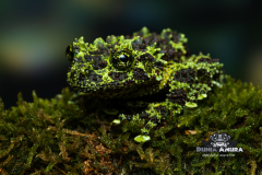 www.dunia-anura.com - Theloderma corticale "Mossy Tree Frog" -3