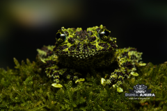 www.dunia-anura.com - Theloderma corticale "Mossy Tree Frog" -4