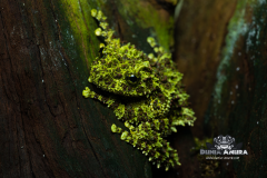 www.dunia-anura.com - Theloderma corticale "Mossy Tree Frog" -5