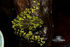 www.dunia-anura.com - Theloderma corticale "Mossy Tree Frog" -6