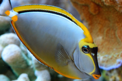 Canary Wrasse - Canary Wrasse