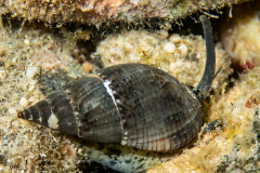 Siput laut Nassarius sp Bali - Siput laut Nassarius sp Bali (3)