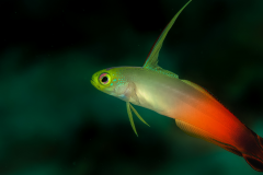 Firefish Goby -  Firefish Goby (2)