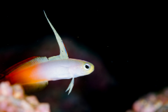 Firefish Goby -  Firefish Goby (3)