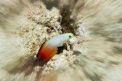 Firefish Goby -  Firefish Goby (4)