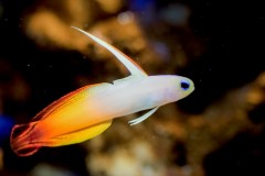 Firefish Goby -  Firefish Goby (5)