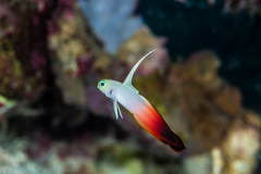 Firefish Goby -  Firefish Goby