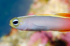 Firefish Goby -  Firefish Goby