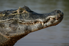 Paleosuchus palpebrosus - Paleosuchus palpebrosus (3)