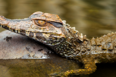 Paleosuchus palpebrosus - Paleosuchus palpebrosus (5)