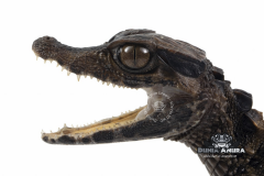 Paleosuchus trigonatus (Smooth fronted caiman) - Paleosuchus trigonatus (Smooth fronted caiman)-3