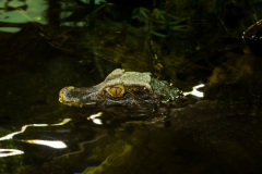 Paleosuchus trigonatus - Paleosuchus trigonatus