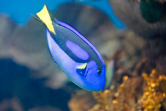 Paracanthurus hepatus - Paracanthurus hepatus (2)