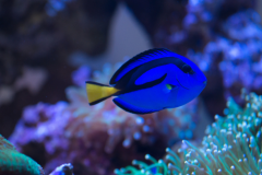 Paracanthurus hepatus - Paracanthurus hepatus (3)