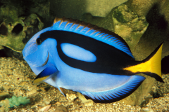 Paracanthurus hepatus - Paracanthurus hepatus (4)