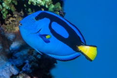 Paracanthurus hepatus - Paracanthurus hepatus (5)