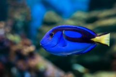 Paracanthurus hepatus - Paracanthurus hepatus