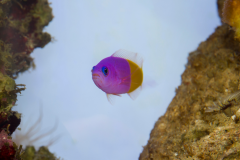 Pictichromis paccagnella - Pictichromis paccagnella (6)