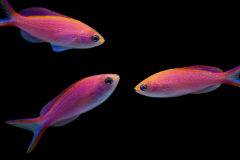 Pseudanthias smithvanizi - Pseudanthias smithvanizi (2)