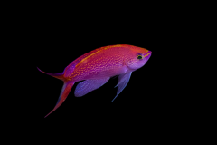 Pseudanthias smithvanizi - Pseudanthias smithvanizi (5)