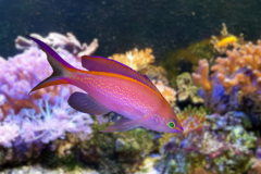 Pseudanthias smithvanizi - Pseudanthias smithvanizi