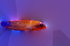 Red Coris Wrasse - Red Coris Wrasse (2)