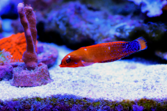 Red Coris Wrasse - Red Coris Wrasse (3)