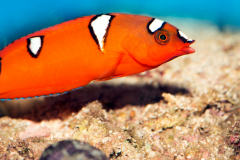 Red Coris Wrasse - Red Coris Wrasse (5)