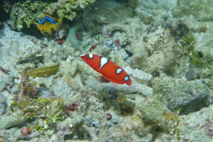 Red Coris Wrasse - Red Coris Wrasse