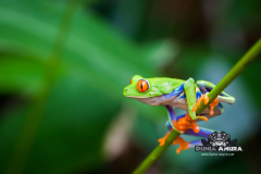 www.dunia-anura.com - Red eye tree frog -1