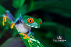 www.dunia-anura.com - Red eye tree frog  -2