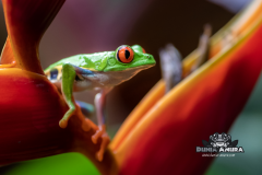 www.dunia-anura.com - Red eye tree frog -4