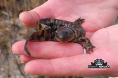 www.dunia-anura.com - Eastern salamander tiger -1