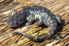 www.dunia-anura.com - Eastern salamander tiger -2