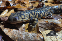 www.dunia-anura.com - Eastern salamander tiger -3