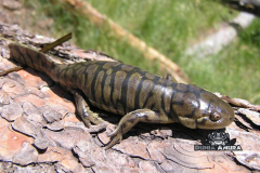 www.dunia-anura.com - Eastern salamander tiger -4