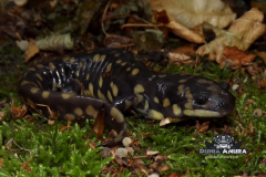 www.dunia-anura.com - Eastern salamander tiger -5