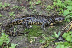 www.dunia-anura.com - Eastern salamander tiger -6