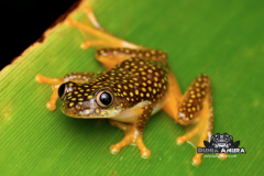 www.dunia-anura.com - Starry night reed frog -2