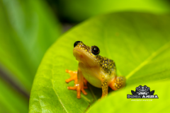 www.dunia-anura.com - Starry night reed frog -3