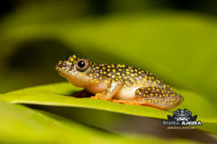 www.dunia-anura.com - Starry night reed frog -5