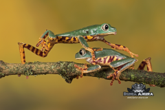 www.dunia-anura.com - tiger leg monkey tree frog -4