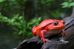 www.dunia-anura.com - tomato-frog-3