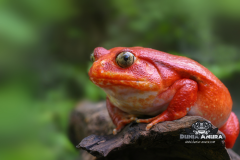 www.dunia-anura.com - tomato-frog-4