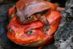 www.dunia-anura.com - tomato-frog-5