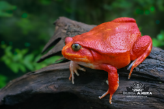 www.dunia-anura.com - tomato-frog-6